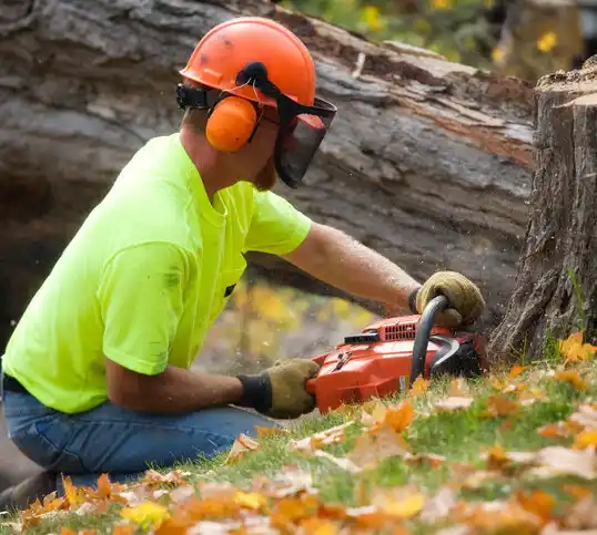 tree services Butte